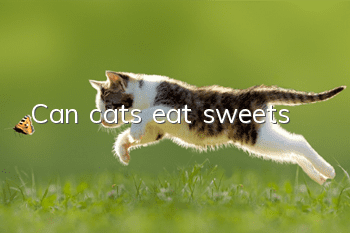 Can cats eat sweets?