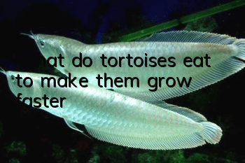 What do tortoises eat to make them grow faster?