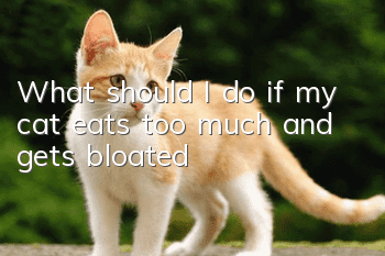 What should I do if my cat eats too much and gets bloated?