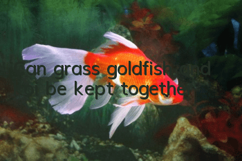 Can grass goldfish and koi be kept together?