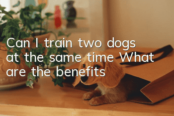 Can I train two dogs at the same time? What are the benefits?