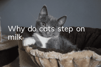 Why do cats step on milk?