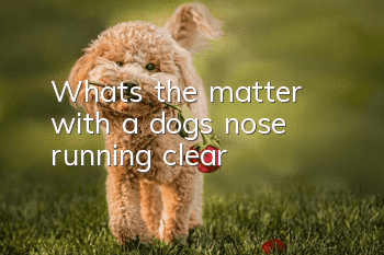 What's the matter with a dog's nose running clear?