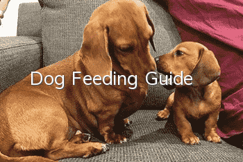 Dog Feeding Guide