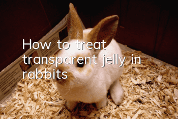 How to treat transparent jelly in rabbits