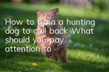 How to train a hunting dog to call back? What should you pay attention to?