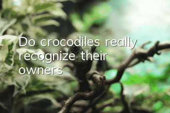 Do crocodiles really recognize their owners?