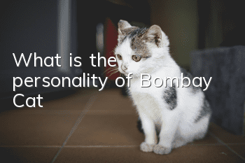 What is the personality of Bombay Cat?