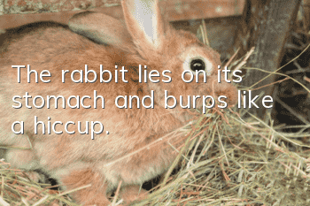 The rabbit lies on its stomach and burps like a hiccup.