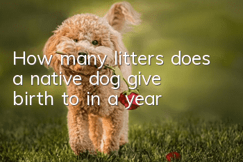 How many litters does a native dog give birth to in a year?