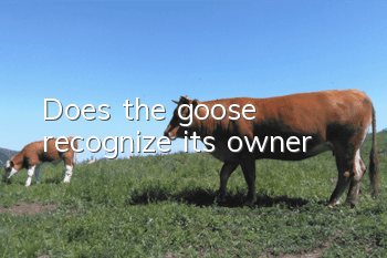 Does the goose recognize its owner?