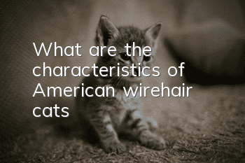 What are the characteristics of American wirehair cats?