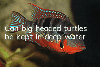 Can big-headed turtles be kept in deep water?