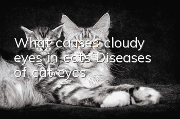 What causes cloudy eyes in cats? Diseases of cat eyes!