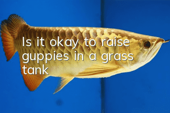 Is it okay to raise guppies in a grass tank?