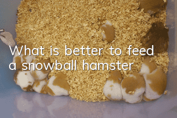 What is better to feed a snowball hamster?