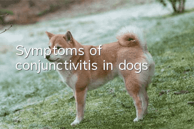 Symptoms of conjunctivitis in dogs