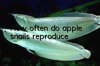 How often do apple snails reproduce?