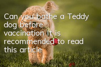 Can you bathe a Teddy dog ​​before vaccination? It is recommended to read this article!