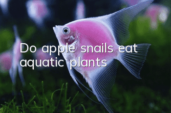 Do apple snails eat aquatic plants?