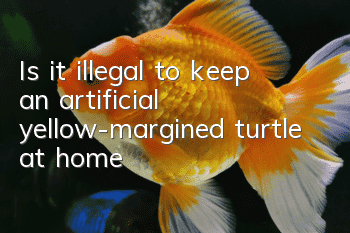 Is it illegal to keep an artificial yellow-margined turtle at home?