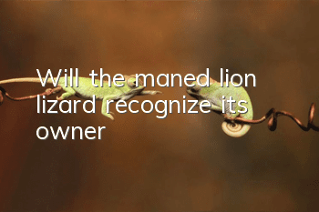 Will the maned lion lizard recognize its owner?