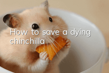 How to save a dying chinchilla