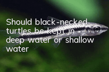 Should black-necked turtles be kept in deep water or shallow water?