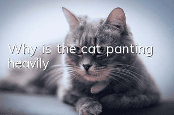 Why is the cat panting heavily?