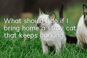 What should I do if I bring home a stray cat that keeps barking?