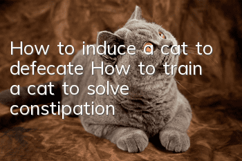 How to induce a cat to defecate? How to train a cat to solve constipation!