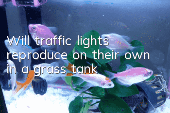 Will traffic lights reproduce on their own in a grass tank?