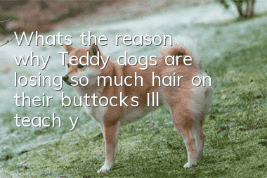 What’s the reason why Teddy dogs are losing so much hair on their buttocks? I’ll teach you a simple and useful method!