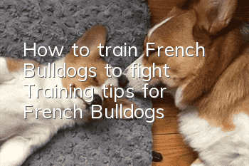 How to train French Bulldogs to fight? Training tips for French Bulldogs!