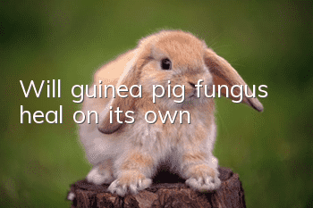 Will guinea pig fungus heal on its own?