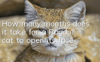 How many months does it take for a Ragdoll cat to open its face?