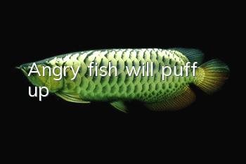 Angry fish will puff up