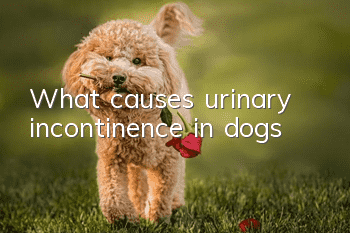 What causes urinary incontinence in dogs?