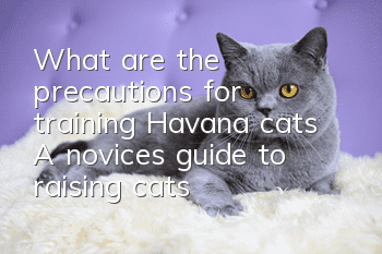 What are the precautions for training Havana cats? A novice’s guide to raising cats!