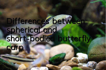 Differences between spherical and short-bodied butterfly carp