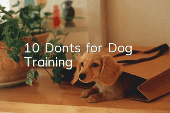 10 Don’ts for Dog Training