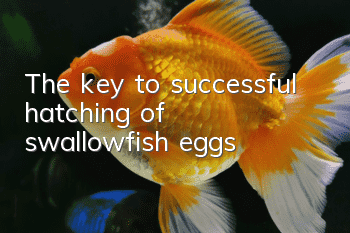 The key to successful hatching of swallowfish eggs