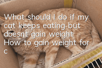 What should I do if my cat keeps eating but doesn’t gain weight? How to gain weight for cats!