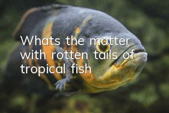 What’s the matter with rotten tails of tropical fish?