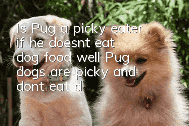 Is Pug a picky eater if he doesn’t eat dog food well? Pug dogs are picky and don’t eat dog food!