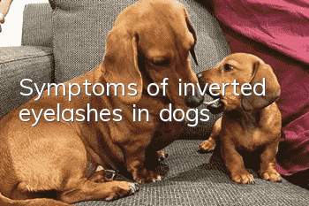 Symptoms of inverted eyelashes in dogs