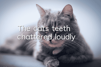 The cat’s teeth chattered loudly