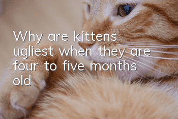 Why are kittens ugliest when they are four to five months old?