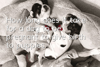 How long does it take for a dog to be pregnant to give birth to puppies?