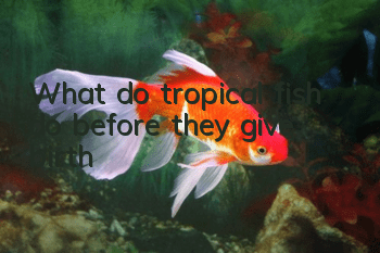 What do tropical fish do before they give birth?